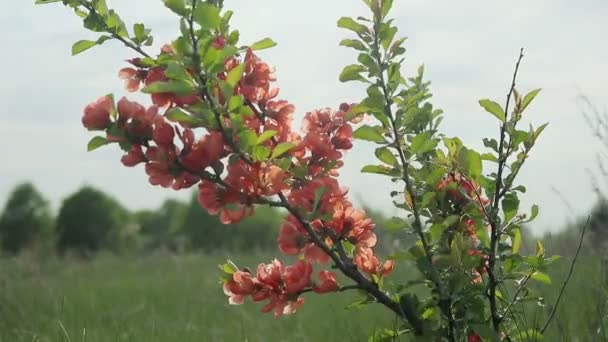 Ιάπωνες κυδώνι θάμνος με άνθη στέκεται στο πεδίο και του ανέμου — Αρχείο Βίντεο