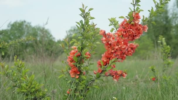 Japanese quince Bush with flowers standing in the field and swaying in the wind — Stock Video