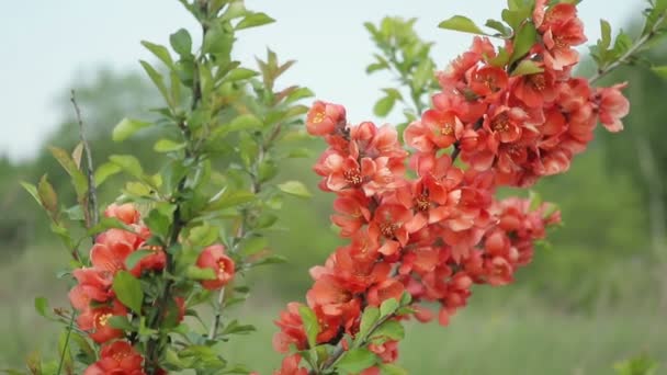 Giapponese mela cotogna Bush con fiori in piedi nel campo e ondeggiante nel vento — Video Stock