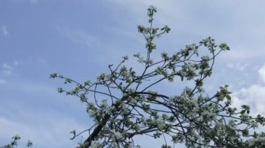 Çiçekli olan gökyüzü ve bulutlar karşı rüzgarda sallanan elma ağaçlarının dalları