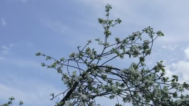 Ramos com flores de macieiras balançando no vento contra o céu e nuvens — Vídeo de Stock