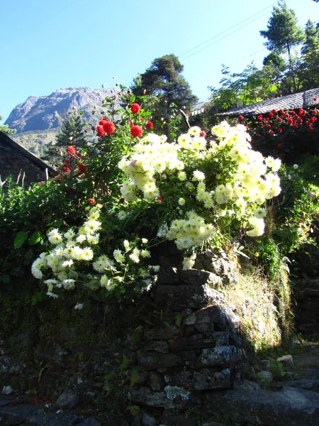 Beyaz dağ çiçekleri Nepal — Stok fotoğraf