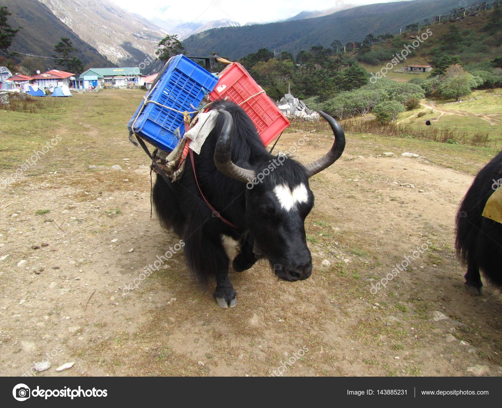 Mountain yak carries the load Stock Photo by ©LanaKray 143885231
