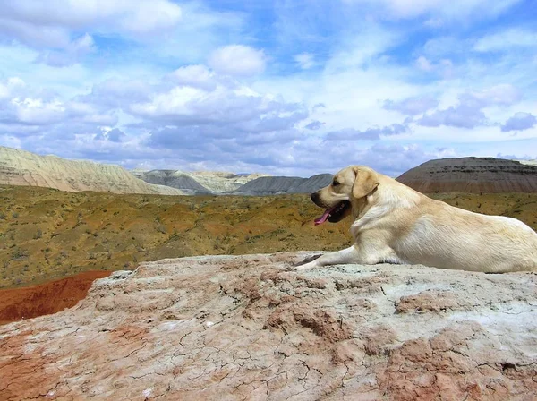 Labrador-a háttér színes-hegység — Stock Fotó