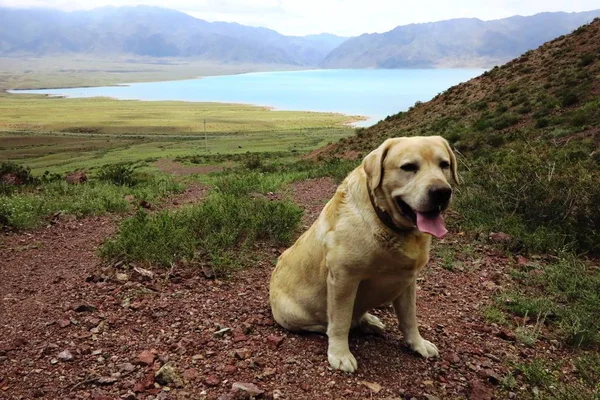 Il cane sullo sfondo di un lago di montagna — Foto Stock