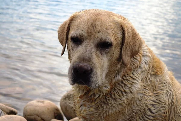 Sorgliga Labrador på stranden — Stockfoto