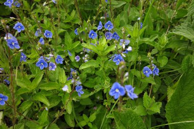 Baharda dağ çiçekleri