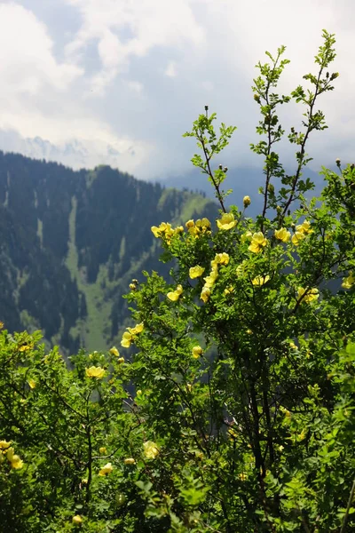 Flores da montanha na primavera — Fotografia de Stock