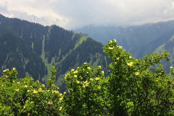 Fjällblommor på våren — Stockfoto