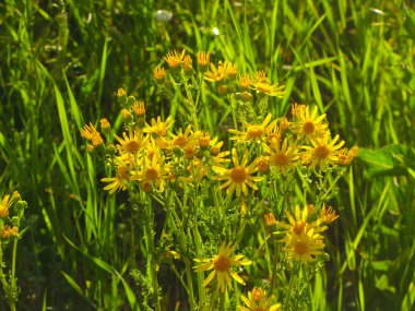 Dağ çiçekleri doğal Çungar Alatau Milli Parkı