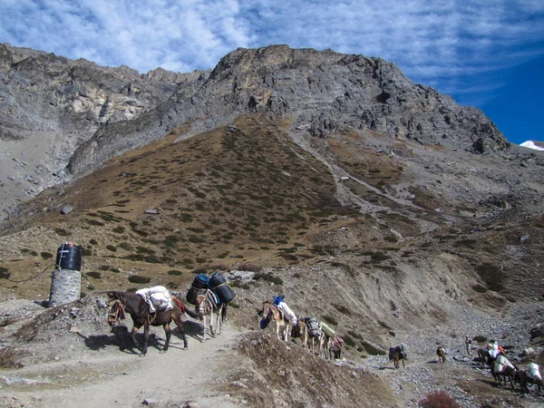 Muly je jediný nákladní dopravy v Himalájích — Stock fotografie
