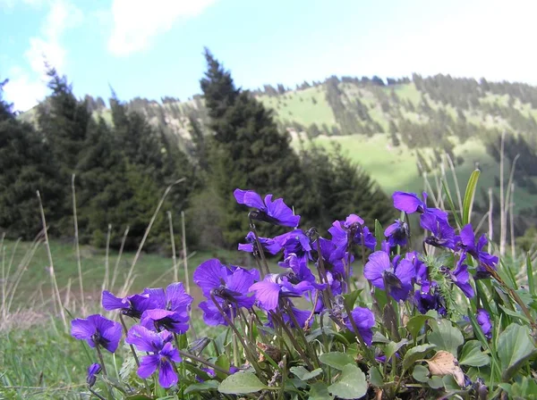 Primavera flores de montaña sobre un fondo de montañas nevadas — Foto de Stock