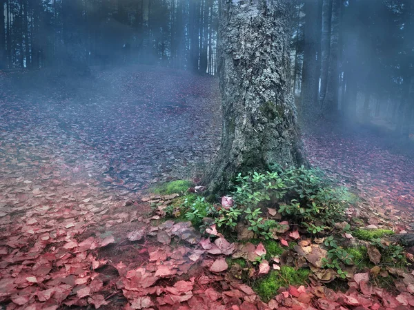 Boomstam Pine bedekt met blauwe mos en korstmos in een mistig bos — Stockfoto