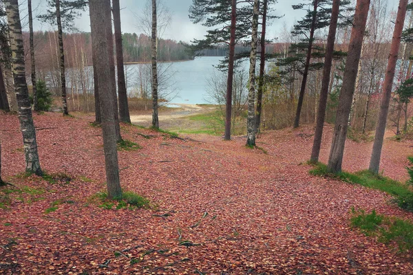 Landschap herfst karakter. Dennenbos op de oever van het meer bos in de late herfst in November — Stockfoto