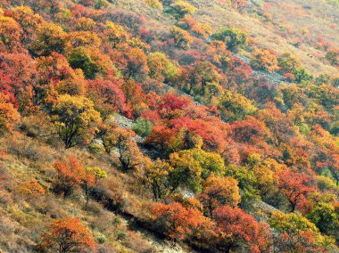 arka plan. dağın üzerinde parlak sonbahar kayısı