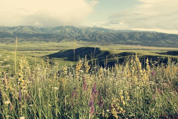 Prado de paisaje con flores silvestres en las estribaciones de las colinas . — Foto de Stock
