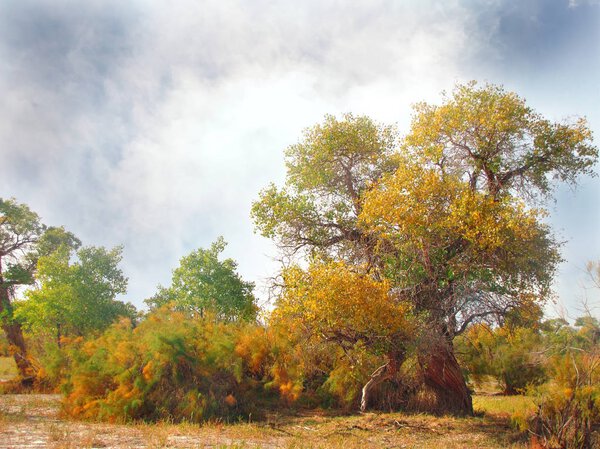Beautiful trees turanga in the steppe