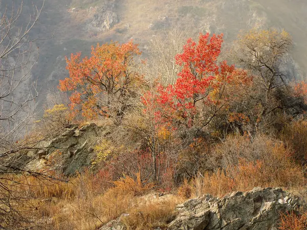 Κόκκινο και κίτρινο άγρια δέντρα βερικοκιών στα βουνά το φθινόπωρο — Φωτογραφία Αρχείου
