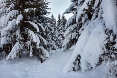 sonra kar yağışı dağlarda Ladin ormanı