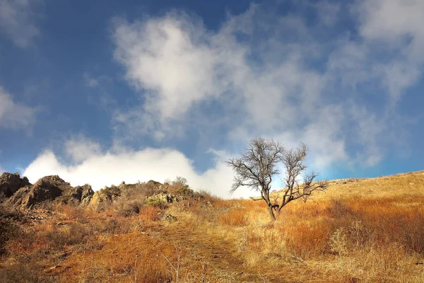 Μοναχικό δέντρο στην πλαγιά ενός βουνού σε ένα λαμπρό φθινόπωρο χόρτο — Φωτογραφία Αρχείου