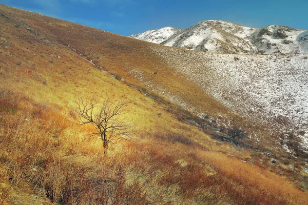 Ένα δέντρο στο highland κιτρινισμένα στέπα της στα τέλη του φθινοπώρου — Φωτογραφία Αρχείου