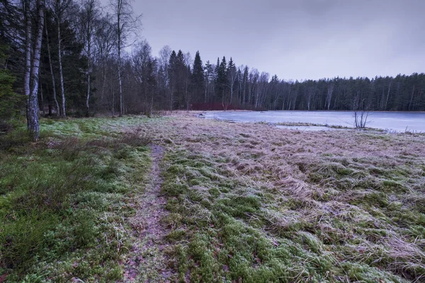 Forest Frozen Lake Old Grass Frosty Winter Snow — Stock Photo, Image