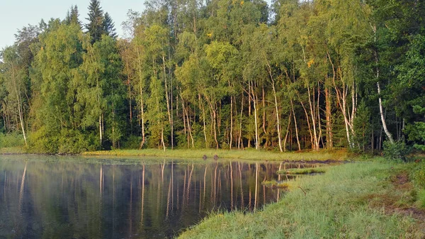 Yaz ormanındaki bir gölde sabah sisi. Ağaçların yansımasıyla güzel bir manzara.