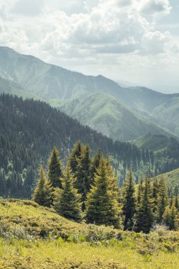 Güneş tarafından aydınlatılan köknar ağaçları bir sonbahar günü bir dağ sırasının arka planına karşı