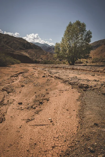 Árvore Solitária Castelos Vermelhos Argila Fantásticos Deserto Arenoso Cânion Konorchek — Fotografia de Stock