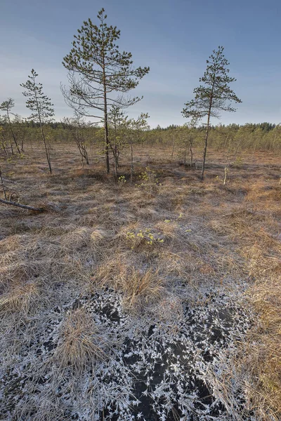 Nationaal Park Van Het Lammin Suo Moeras Marsh Winterlandschap Met — Stockfoto