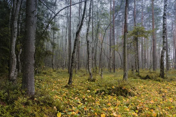 Beau Marais Automne Avec Nénuphars Jaunes Dans Forêt Dans Brouillard — Photo