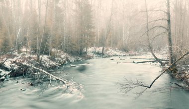 Sisli bir günde, Lindulovskaya Ship Larch Grove 'daki Roshchinka Nehri. Rusya 'nın Leningrad bölgesinde doğal park, orman ve rezerv  