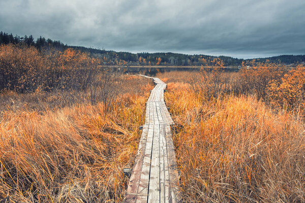 деревянные полы пути к причалу лодки на Ладожском озере в Карелии. Яркая, золотая осень и желтая трава и тростник под низким облачным небом
 
