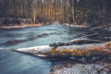 log of fallen spruce in Roshchinka River in the Lindulovskaya Ship Larch Grove in winter. Natural park, forest and reserve in the Leningrad region of Russia  