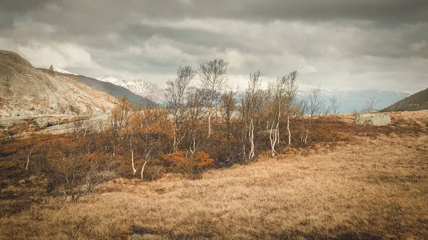 Маленькие Карликовые Березы Желтыми Листьями Фоне Гор Норвегии Солнечный День — стоковое фото
