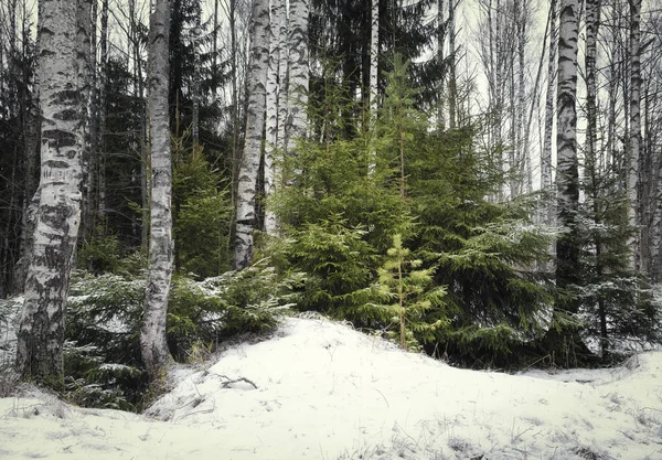 Małe Jodły Wśród Brzozy Zimowym Lesie — Zdjęcie stockowe