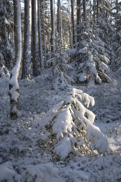 Pequenas Árvores Natal Iluminadas Pelo Sol Cobertas Neve Fresca Uma — Fotografia de Stock
