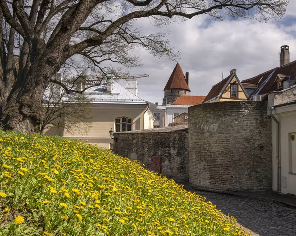 Tallinn Hoofdstad Van Estland Het Uitzicht Het Historische Centrum Van — Stockfoto