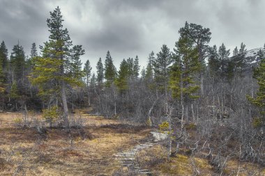 Norveç 'in dağlık ormanlarında sonbahar manzarası