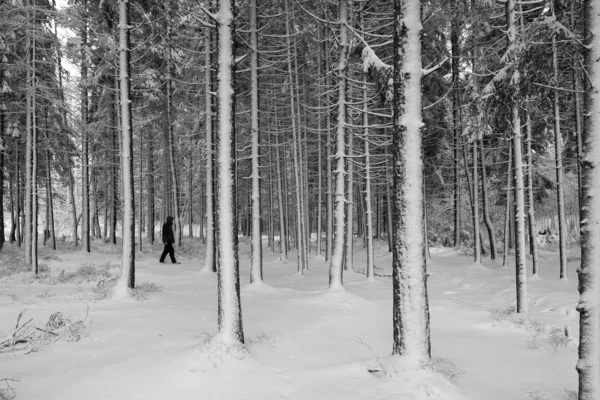 一个黑衣男子降雪后在冬季图片林中的轮廓 — 图库照片