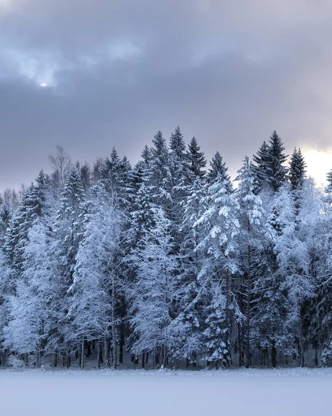 Arbres Gelés Dans Neige Fraîche Dans Forêt Hiver — Photo