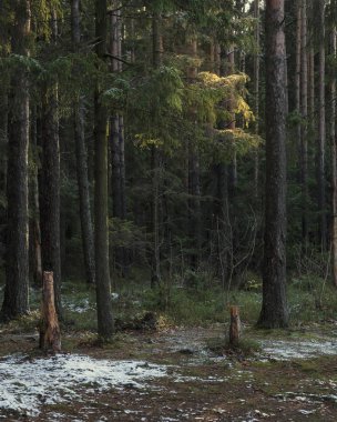 Güneş ışınları ilk kardan sonra karanlık sihirli bir çam ormanında 