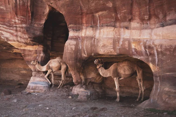 Один Горбатий Верблюд Печерах Пустельних Горах Петри Йорданія — стокове фото