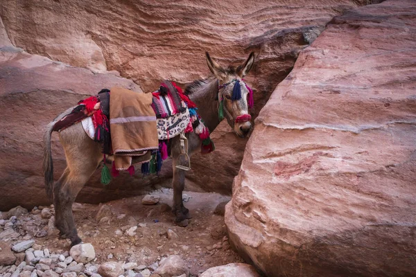 Sevgili Bedevi Eşeği Ürdün Petra Daki Kırmızı Kayalıklarda Dinleniyor — Stok fotoğraf