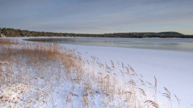 thickets of reeds on the shore of the winter Lake Ladoga in Karelia Russia