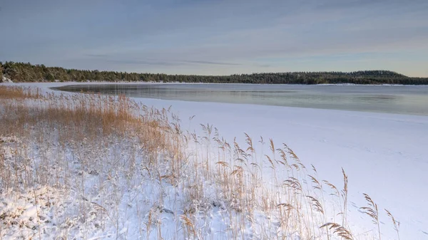 Struiken Van Riet Aan Kust Van Winter Ladoga Meer Karelië — Stockfoto