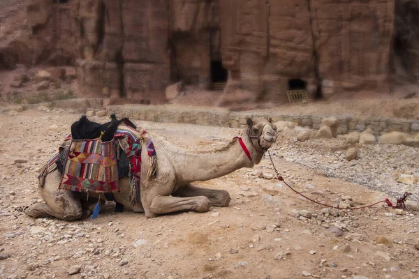 Een Prachtige Bedoeïen Kameel Rustend Een Rode Stenige Rots Petra — Stockfoto