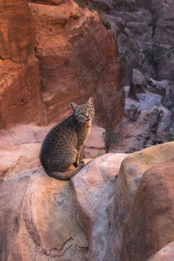 Petra Jordan 'daki kırmızı kayaların arka planında yeşil gözlü tekir kedi.