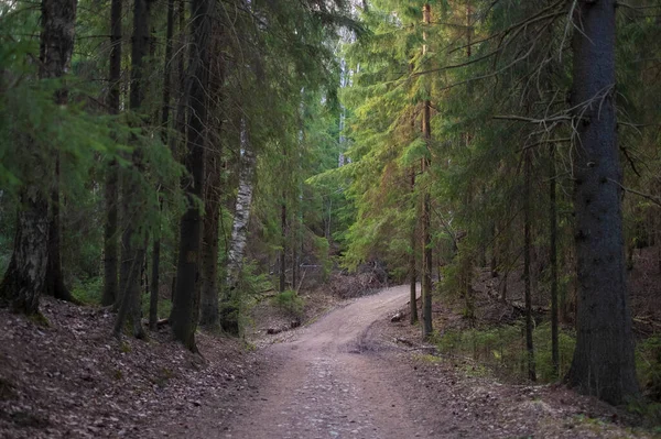 Chemin Terre Pour Des Promenades Dans Une Belle Forêt Conifères — Photo