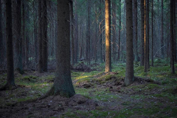 Ствол Дерева Освещают Солнечные Дожди Темном Старом Хвойном Лесу — стоковое фото